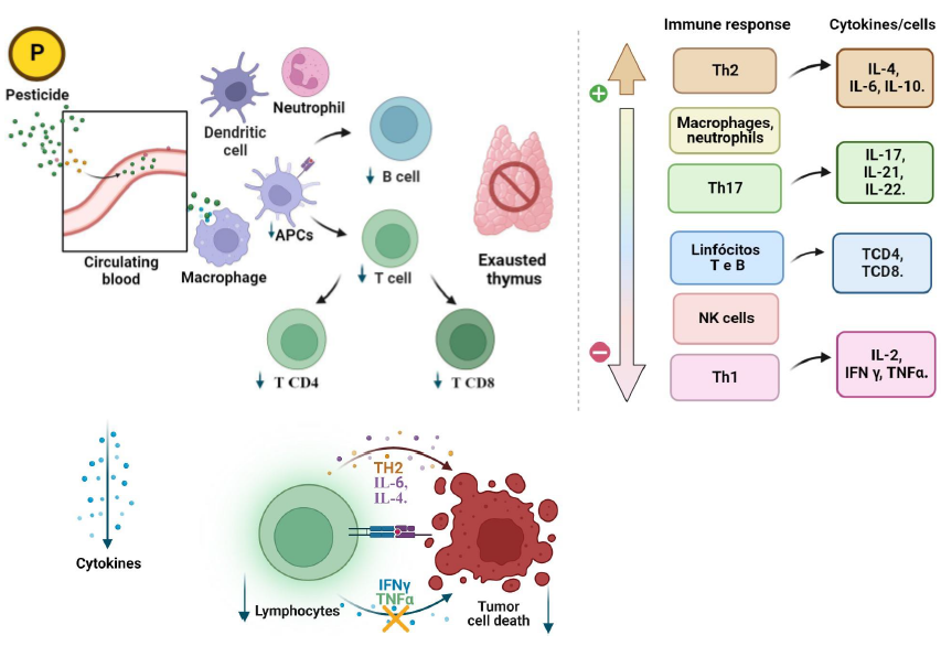 Figure 2: Mechanism of dysregulation of immune system cells and cytokines through exposure to pesticides based on _in vivo_ and in vitro studies.
