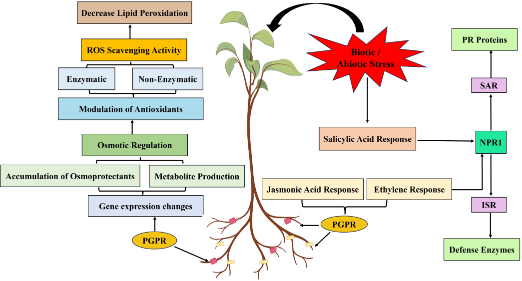 Figure 2: This schematic illustrates the signaling network underlying PGPR-induced defense priming and ISR in plants. PGPR- derived signals initiate a cascade of events, including modulation of phytohormone signaling, particularly involving JA and ethylene. This primes defense-related genes, activates defense enzymes, and increases production of PR proteins, preparing the plant for rapid defense against environmental stresses. Additionally, PGPR-mediated ISR primes PR protein expression through NPR proteins and modulates JA and ethylene pathways, facilitating streamlined defense responses. PGPR-induced defense priming also enhances secondary metabolite production and antioxidant activity, reducing oxidative stress.