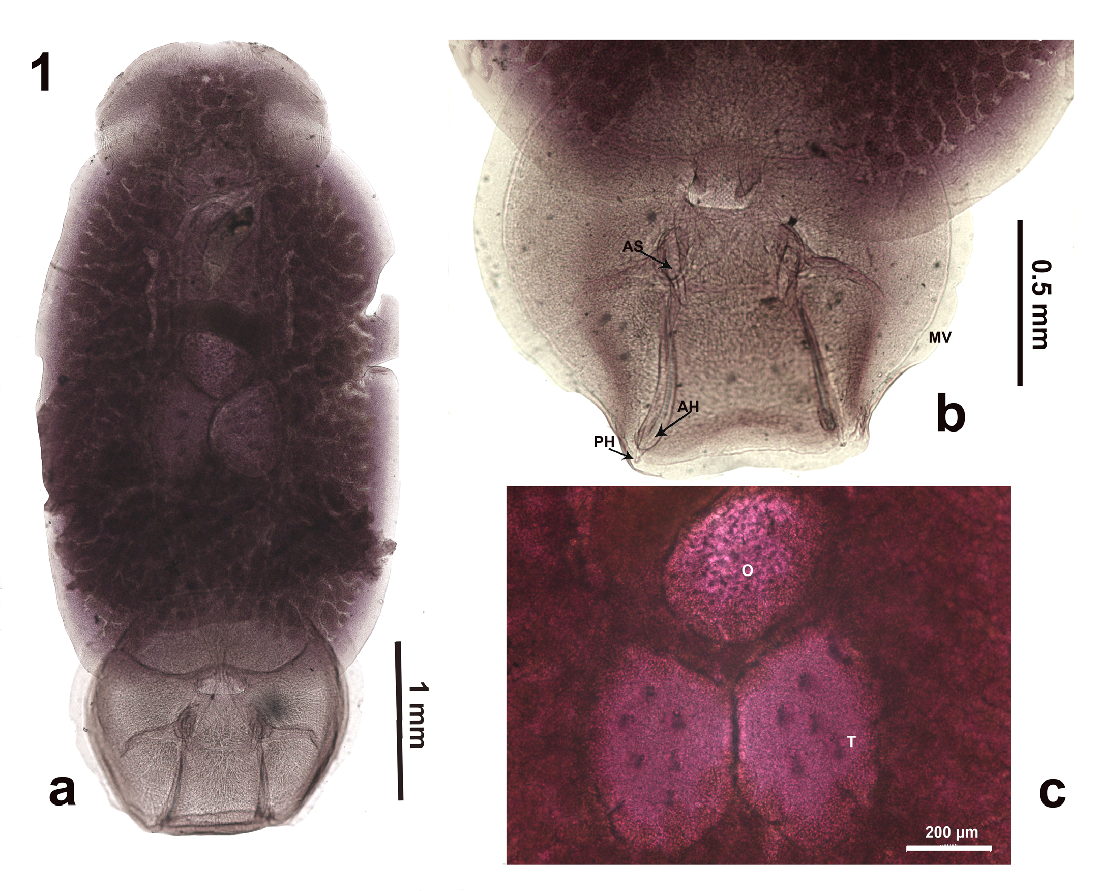 Figure 1: Total view microphotography of Pseudobenedenia lauriei Szidat 1965. Note slightly pointed shape of ovaries and well-seen septae and commissures of haptor; 1b: enlarged haptor of other specimen of P. lauriei, MV – marginal valve, AS – accessory sclerite, AH – anterior hamulus, PH – posterior hamulus; 1c: close view ovary (O) and testes (T) complex of the other specimen of P. lauriei.