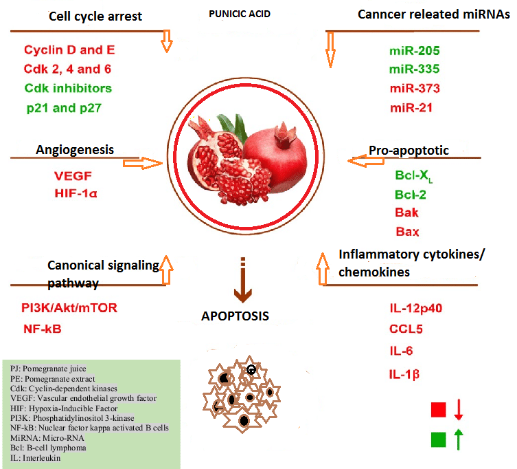 Figure 5: molecular signaling pathways of punicic acid.