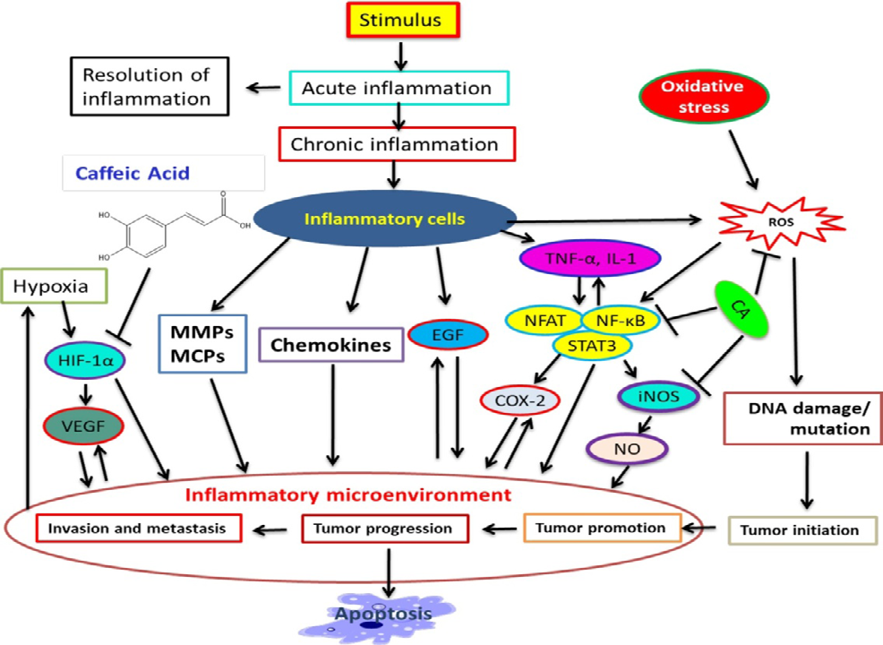 Figure 6: Molecular signaling pathway of caffeic acid.