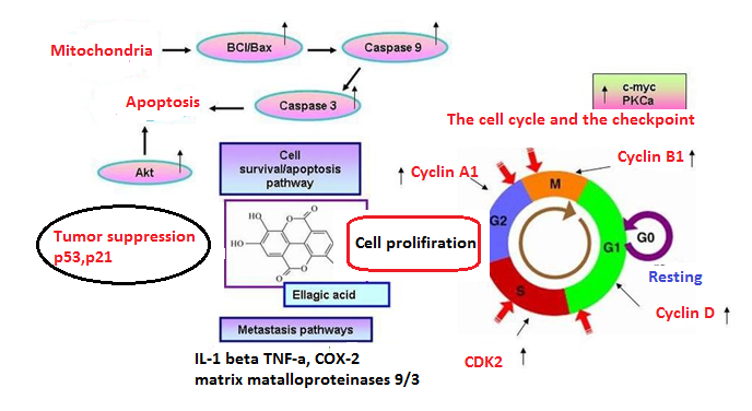 Figure 7: Molecular mechanism of ellagic acid.