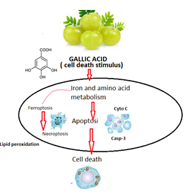 Figure 8: Molecular mechanism of gallic acid.