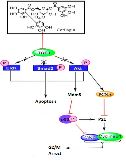 Figure 9: Molecular mechanism of Corilagin against cancer.
