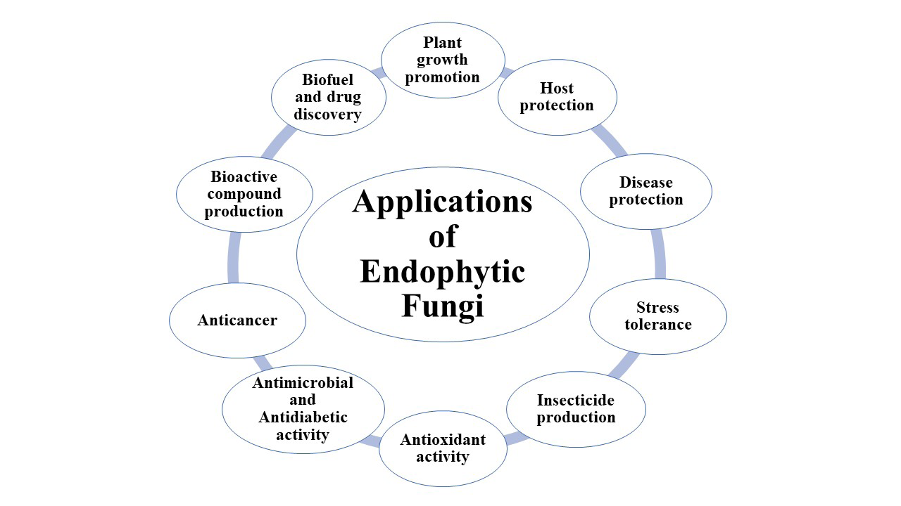 Figure 1: Applications of endophytic fungi in various fields.