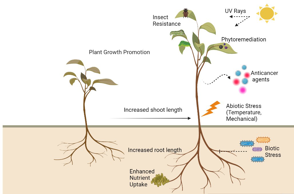 Figure 2: Plant growth promotions by endophytic fungi in different ways [44].