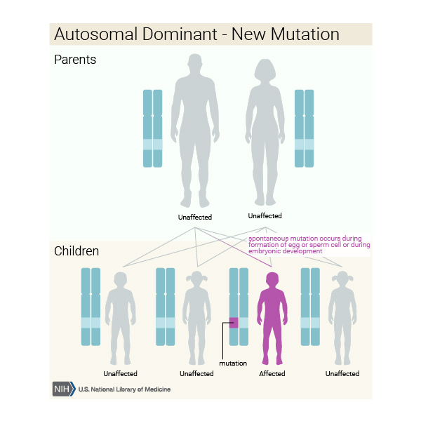 Figure 5: LMNA mutations in progeria patients. The diagram shows the structure of lamin A. It consists of globular head domain, linker regions, α-helical coiled coil domain and globular tail domain.