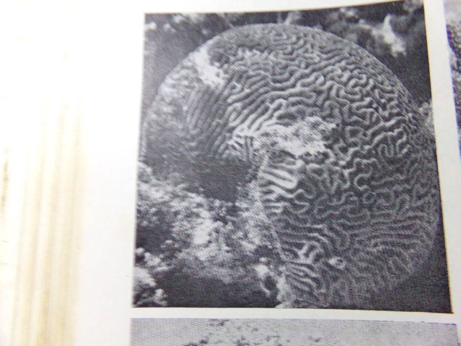 Figure 1: View of coral species and exoskeleton view by aragonite built [2-4].