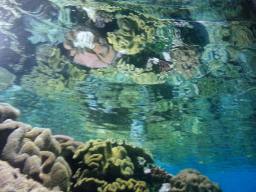 Figure 2: View of coral reef in a low sea.