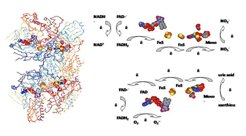 Figure 1: Crystal structure of xanthine oxidase (PDB file 1FIQ) and schematic representation of oxidase and nitrate reductase activity of XO. Redox sites and their orientation correspond to the crystal structure of XO. The structure is obtained from PDB. Source: Enroth, C., Eger, B.T., Okamoto, K., Nishino, T., Nishino, T., Pai, E.F. Crystal structure of xanthine oxidase from bovine milk. (2000) Proc Natl Acad Sci U S A 97: 10723-10728. PDB 1FIQ.