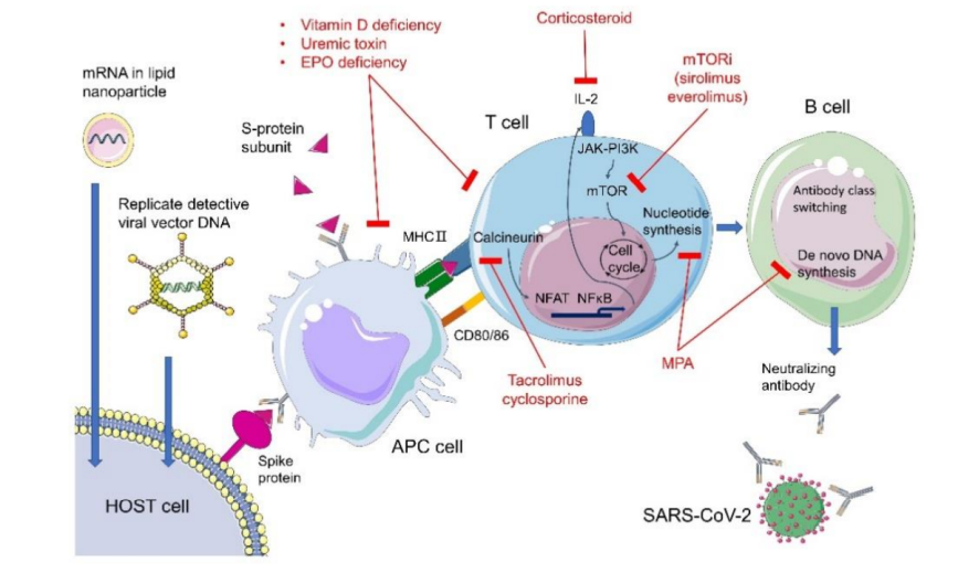 Figure 4: Mechanism of impaired anti-SARAS Cov2 antibody response after vaccination in kidney transplant patients [43].