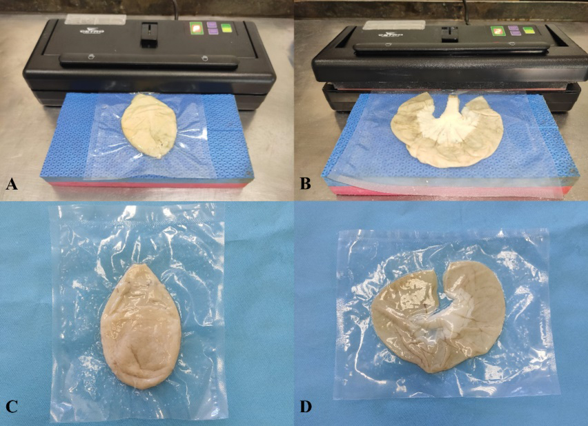 Figure 1: Vacuum sealing process. (A) Fixed and preserved urinary bladder and (B) jejunum segment, placed in a plastic vacuum bag and supported on an EVA plate. At the end of the vacuum sealing process, the urinary bladder (C) and the jejunum segment (D) were ready to be stored.