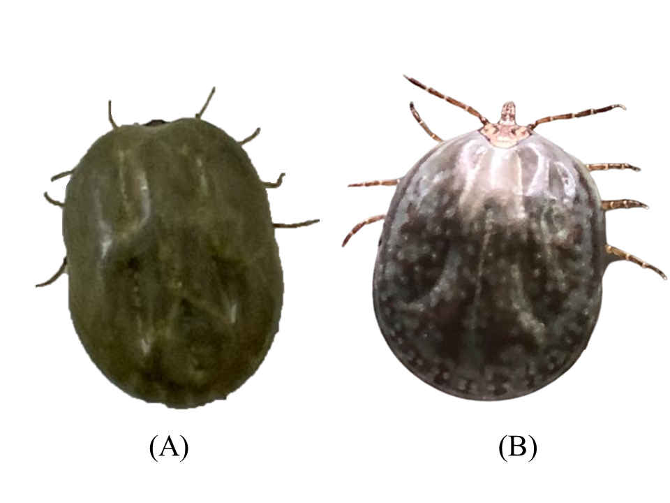 Figure 1: Engorged Female Ticks (A) Rhipicephalus microplus; (B) Amblyomma mixtum.