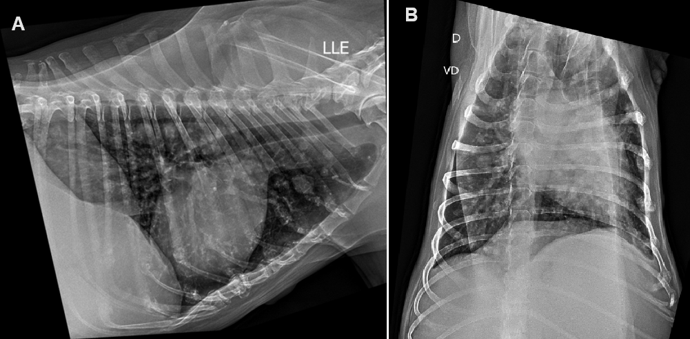 Figure 2: Chest X-ray. A. Left laterolateral projection. B. Ventrodorsal projection. Visibility of several areas tending to be rounded and with greater radiopacity dispersed in the lung parenchyma, the largest of them measuring approximately 2.18cm x 1.72cm in their longest axes in the 3rd intercostal space on the left laterolateral view.