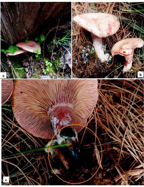 Figure 2: (A-C) - Lactarius wallichianae sp. nov. a. Carpophores growing in groups in putative ECM association with Pinus wallichiana. b. Young developing carpophores in groups along with mature carpophores. c. Young developing carpophores with bluish latex and bands and also the furcate lamellae near the stipe of the mature carpophore.
