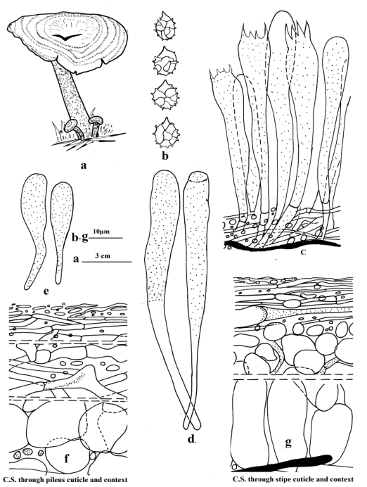 Figure 3: Lactarius wallichianae sp. nov. a. Carpophore. b. Basidiospores. c. C.S through hymenophore. d Pleurocystidia. e. Cheilocystidia. f. C.S. through pileus cuticle and context. g. C.S. through stipe cuticle and context.