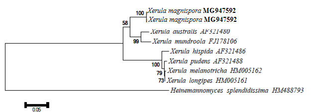 Figure 4: The tree is drawn to scale, with branch lengths in the same units as those of the evolutionary distances used to infer the phylogenetic tree. The evolutionary distances were computed using the Kimura 2-parameter method (Kimura 1980) and are in the units of the number of base substitutions per site.