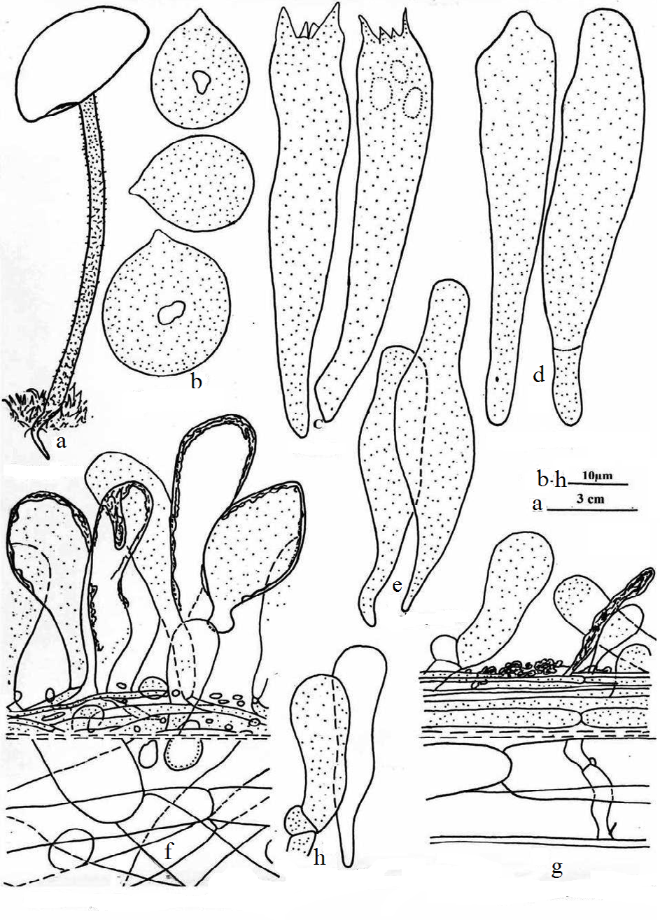 Figure 6: Xerula magnispora sp. nov. a. Carpophore. b. Basidiospores. c. Basidia. d Pleurocystidia. e. Cheilocystidia. f. C.S. through pileus cuticle and context. g. C.S. through stipe cuticle and context. h. Caulocystidia.
