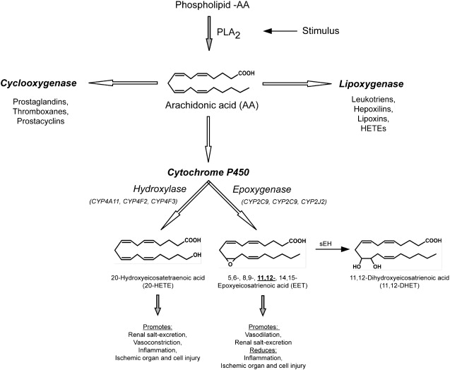 Figure 1: CYP-Mediated Vascular Modulation Lies in the Metabolism of Arachidonic Acid.