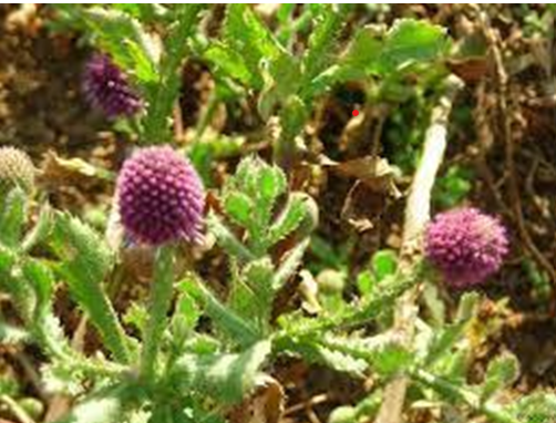 Figure 1: Sphaeranthus indicus Linn.