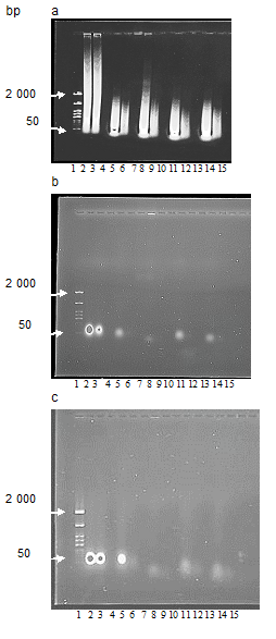 Figure 3: Agarose gel electrophoresis of the products of DNA (a) and RNA (b,c) degradation in the presence (a,b) and the absence (c) of magnesium by S.marcescens nuclease (lines 5,6) or the serum samples (lines 8,9, 11,12, 14,15).