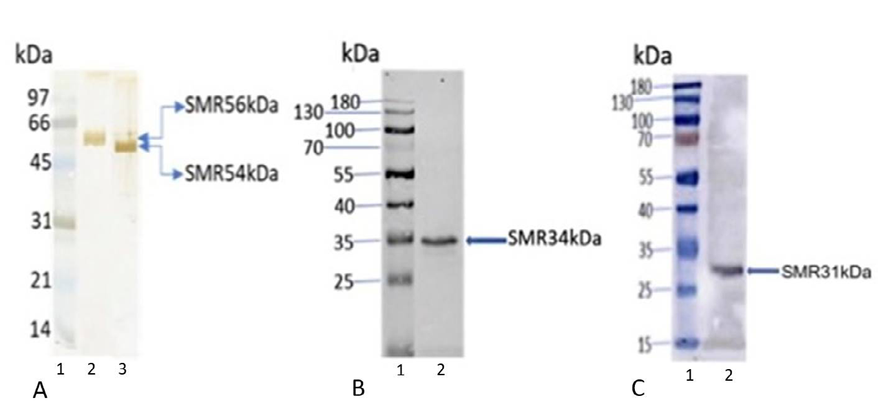 Figure 2: Immunoblot analyses of bovine cauda sperm tails (5µg) stained with anti-SMR 56, anti-SMR54, anti-VDAC2 (SMR 34kDa), and anti-VDAC3 (SMR 31kDa) antibodies revealed the presence of 56kDa (A-lane 2), 54kDa (A-lane 3), 34kDa VDAC2 (B-lane 2), 31kDa VDAC3 (C-lane 2) immunoreactive bands. Lane 1 of figures A, B, and C represents molecular weight standard proteins.