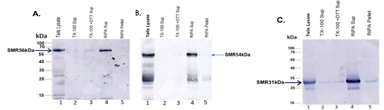Figure 4: Solubility properties of SMR polypeptides were examined via sequential extraction tails (lane 1 of figures A, B, and C), the Triton X-100-soluble tails fraction (lane 2 of figures A, B, and C), the Triton X-100-DTT soluble tails fraction (lane 3 of figures A, B, and C), the soluble fraction after RIPA buffer extraction (lane 4 of figures A, B, and C), and RIPA buffer extracted tails pellet (lane 5 of figures A, B, and C) immunostained with anti-SMR56 (Figure A), anti-SMR54 (Figure B), and anti-31kDa VDAC3 (Figure C) antibodies. Our results revealed that all SMR polypeptides (56kDa, 54kDa, and 31kDa) were released by RIPA buffer extraction.