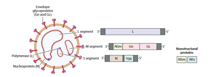 Figure 1: ** Genomic organization of Rift valley fever virus.