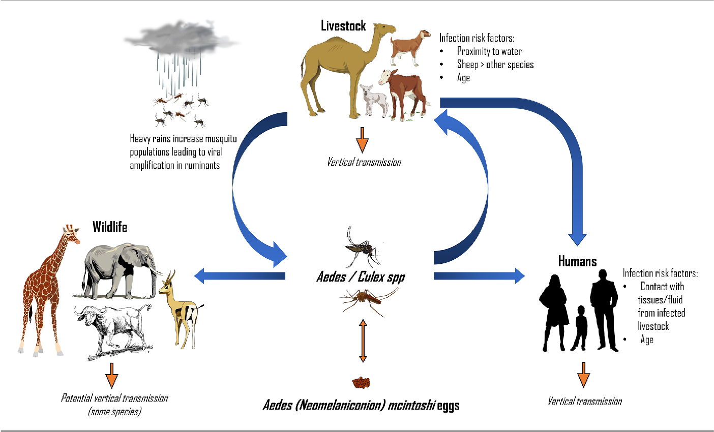 Figure 3: ** Transmission cycle of Rift valley fever virus.