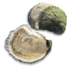 Figure 3: Shells of Oyster.