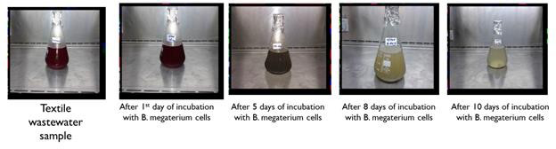 Figure 3: Biodecolorization of red-colored textile wastewater using B. megaterium [48].