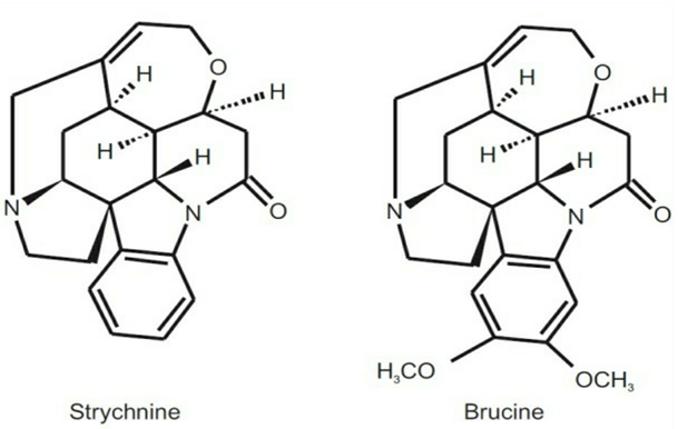 Figure 1: ** Active phytochemical Strychnine and Brucine present in S.nux-vomica L.