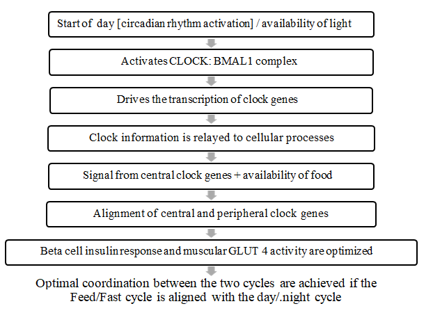 Figure 1: Synchronization between central and peripheral clock genes. What Happens in Circadian Misalignment Chronic misalignment between circadian rhythms and daily behaviors occurs due to long-term changes in scheduling. This phenomenon is observed in shift workers, individuals who skip breakfast, consume late- night snacks, or engage in continuous snacking throughout the day.