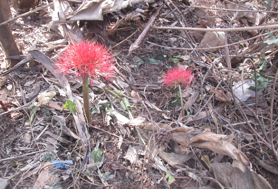 Figure 3: Scadoxus multiflorous blooming in late February to early March.