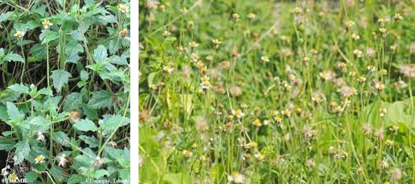 Figure 1: Antibacterial Tridox Procumbens.