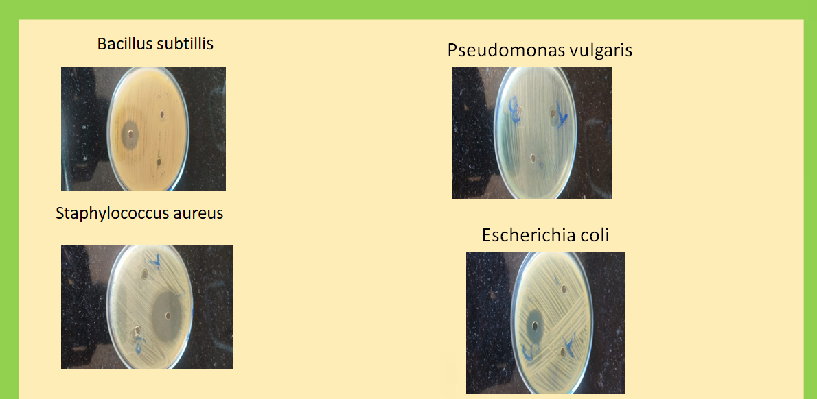 Figure 2: Zone of inhibition observed in Pseudomonas vulgaris is 09mm.