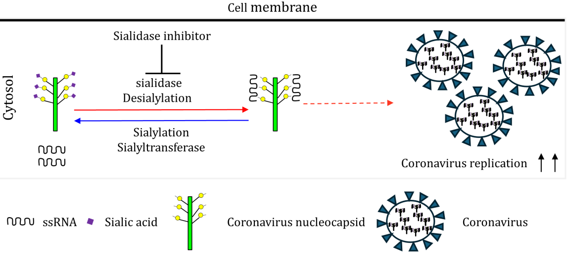 Figure 1: This modification is important in self- nonself discrimination, phagocytosis of cancer cells by macrophages, determination of immunoglobulin E allergic pathogenicity, and bacterial infection [25-29]. The sialylation level of a cell is largely dependent on the activity of two kinds of enzymes: sialyltransferases that add sialic acid residues to glycolipids or glycoproteins and sialidases that remove sialic acid residues from glycolipids or glycoproteins as shown in Figure 1 [28]. Desialylation as a means of modulating the functionality of sialic acid-containing molecules is often involved in signal transduction in either physiological or pathological processes.