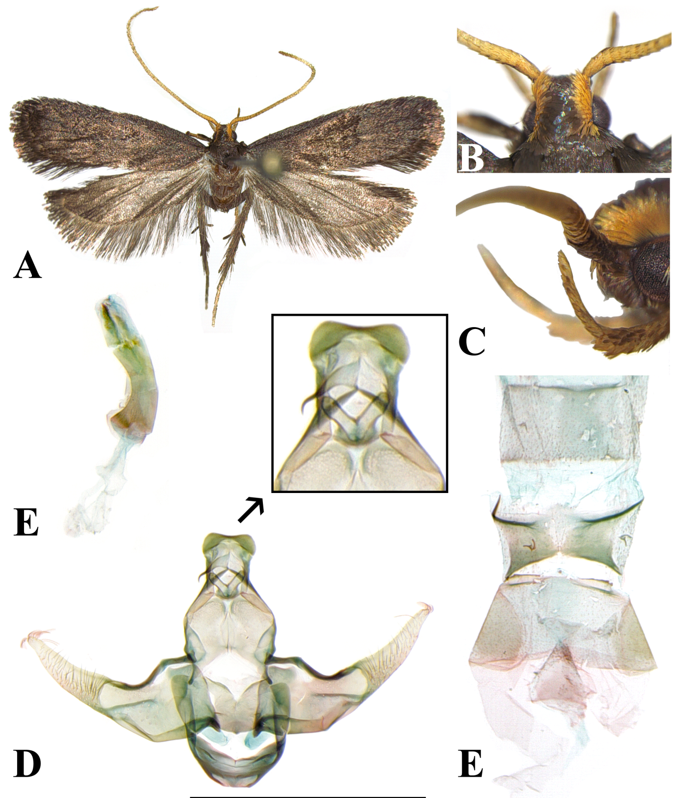 Figure 2: Lecithocera sarangalis Park, sp. nov.: A, male, holotype; B, head, dorsal view; C, labial palpus; D, male genitalia, slide no. CIS-7604 (holotype); E, pregenital segments. Scale bar: 1.0 mm.
