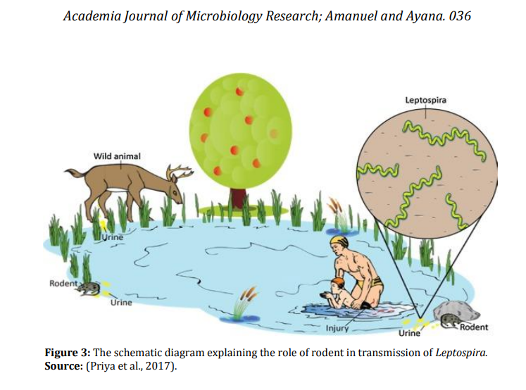 Figure 2: Role of rodents in transmission leptospirosis.