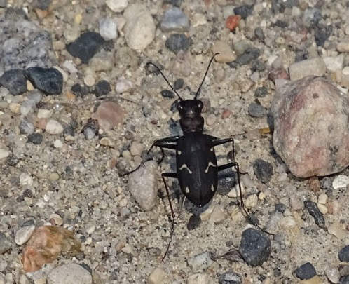 Figure 1: Leopard Beetle Cicindela longilabris.