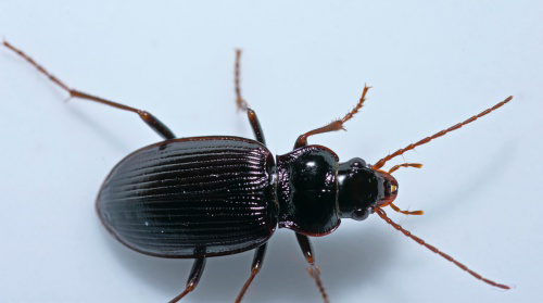 Figure 4: Nebria Brevicollis