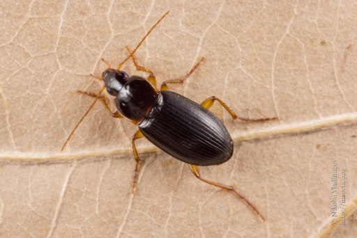 Figure 5: Calathus Micropterus