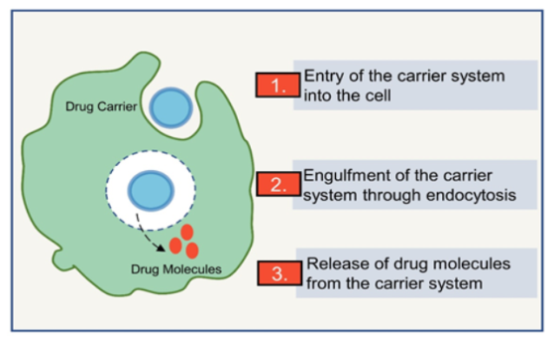 Figure 3: Mechanism of the release of drug from the carrier system.