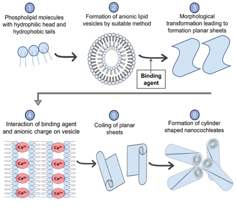 Figure 5: Schematic representation of nanocochleate formation.
