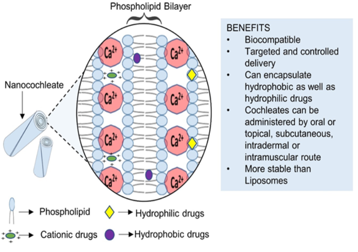 Figure 6: Different positions of various molecules inside the nanocochleate.