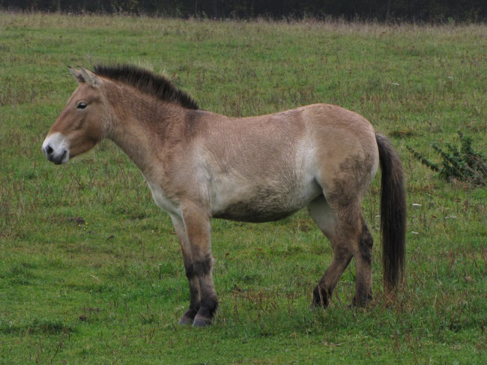 Figure 1: Przewalski’s horse [5].