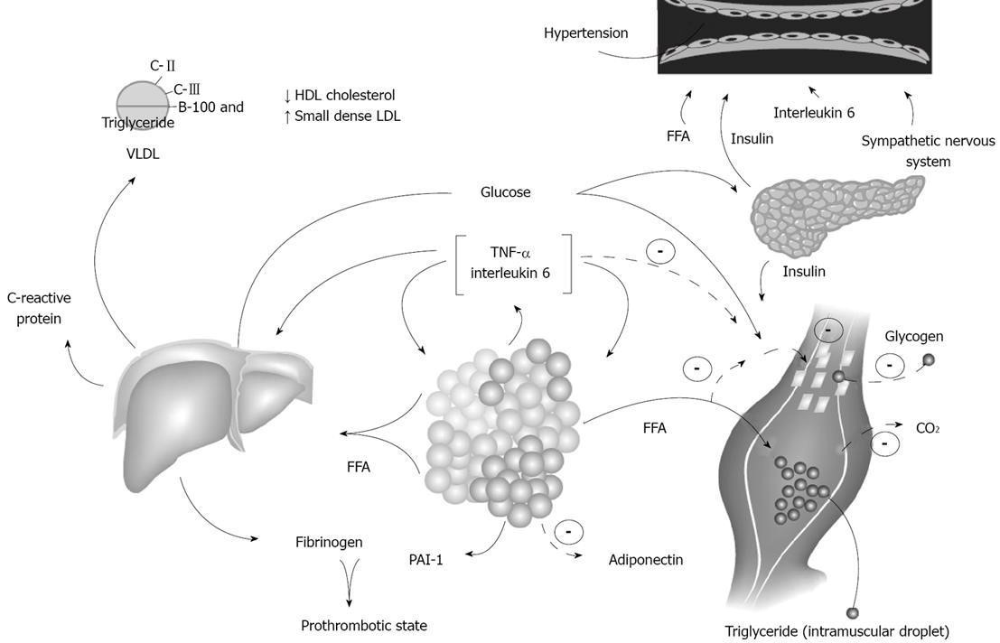 Figure 7: Pathophysiology of the Metabolic Syndrome (Insulin Resistance) Gastric Cardiac Adenocarcinoma and Colorectal Cancer.