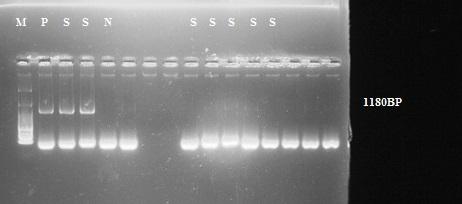 Figure 2: PCR result for SAG1gene. P: positive control, M: size marker, S: positive sample, N: negative control.
