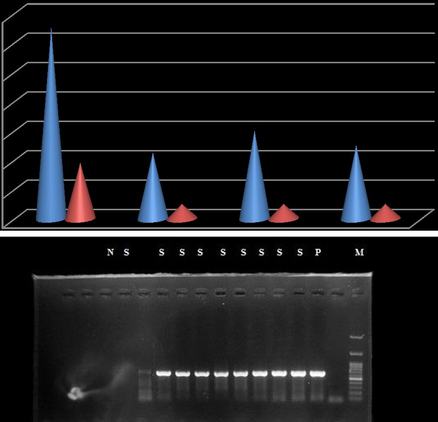 Figure 4: PCR result of toxoplasmagondii using 18SrRNA gene. P: positive control. M:size marker. S: sample. N: negative control.