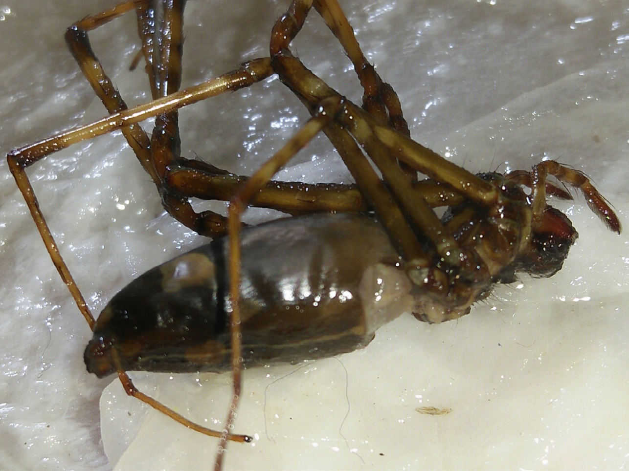 Figure 1: Psechrus taclobo n. sp. , holotype female, lateral view with dissected epigynum.